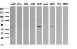 PARVA Mouse anti-Canine, Human, Mouse, Clone: OTI2F10, lyophilized, TrueMAB