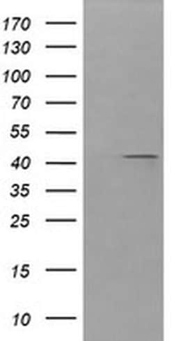 PARVA Monoclonal Antibody (OTI3G9), TrueMAB , OriGene 100 &mu;L; Unconjugated:Antibodies,