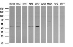 PARVA Monoclonal Antibody (OTI3G9), TrueMAB , OriGene 100 &mu;L; Unconjugated:Antibodies,