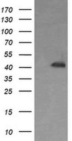 PARVA Monoclonal Antibody (OTI2C3), TrueMAB , OriGene:Antibodies:Primary