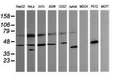 PARVA Mouse anti-Human, Mouse, Rat, Clone: OTI3H9, lyophilized, TrueMAB