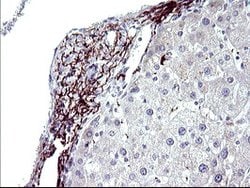 PARVB Mouse anti-Human, Clone: OTI1B9, lyophilized, TrueMAB 100 &mu;g;