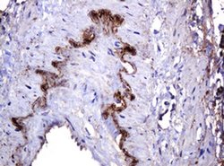 PARVB Monoclonal Antibody (OTI2H9), TrueMAB , OriGene 100 &mu;L; Unconjugated:Antibodies,