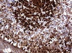 PARVB Monoclonal Antibody (OTI2H9), TrueMAB , OriGene 100 &mu;L; Unconjugated:Antibodies,