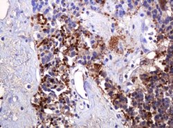 PARVB Mouse anti-Human, Clone: OTI3G1, liquid, TrueMAB 100 &mu;L; Unconjugated:Antibodies,