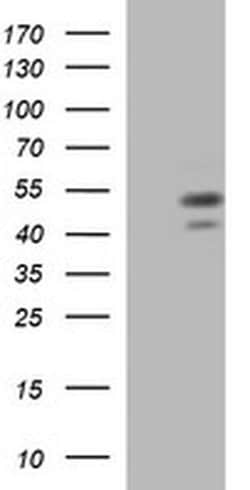 PARVB Monoclonal Antibody (OTI2B4), TrueMAB , OriGene 100 &mu;L; Unconjugated:Antibodies,