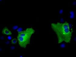 PASK Mouse anti-Human, Clone: OTI11D8, lyophilized, TrueMAB 100 &mu;g;