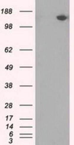 PASK Mouse anti-Human, Clone: OTI11D8, lyophilized, TrueMAB 100 &mu;g;