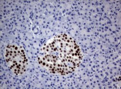 PAX5 Mouse anti-Human, Clone: OTI3A7, lyophilized, TrueMAB 100 &mu;g; Unconjugated:Antibodies,