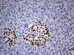 PAX5 Monoclonal Antibody (OTI3A7), TrueMAB , OriGene 100 &mu;L; Unconjugated:Antibodies,
