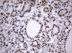 PAX5 Mouse anti-Human, Clone: OTI3A7, lyophilized, TrueMAB 100 &mu;g; Unconjugated:Antibodies,