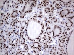 PAX5 Monoclonal Antibody (OTI3A7), TrueMAB , OriGene 100 &mu;L; Unconjugated:Antibodies,