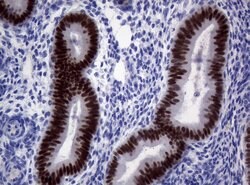 PAX5 Mouse anti-Human, Clone: OTI3A7, lyophilized, TrueMAB 100 &mu;g; Unconjugated:Antibodies,