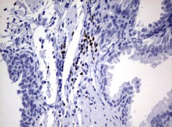 PAX5 Mouse anti-Human, Clone: OTI3A7, lyophilized, TrueMAB 100 &mu;g; Unconjugated:Antibodies,