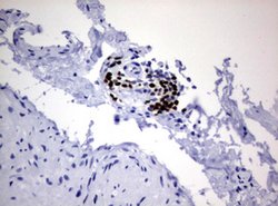 PAX5 Mouse anti-Human, Clone: OTI3A7, lyophilized, TrueMAB 100 &mu;g; Unconjugated:Antibodies,