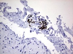 PAX5 Monoclonal Antibody (OTI3A7), TrueMAB , OriGene 100 &mu;L; Unconjugated:Antibodies,