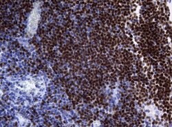 PAX5 Mouse anti-Human, Clone: OTI3A7, lyophilized, TrueMAB 100 &mu;g; Unconjugated:Antibodies,