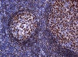 PAX5 Mouse anti-Human, Clone: OTI3A7, lyophilized, TrueMAB 100 &mu;g; Unconjugated:Antibodies,