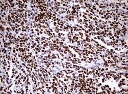 PAX5 Monoclonal Antibody (OTI6B6), TrueMAB , OriGene 100 &mu;L; Unconjugated:Antibodies,