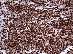 PAX5 Monoclonal Antibody (OTI4F9), TrueMAB , OriGene 100 &mu;L; Unconjugated:Antibodies,