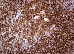 PAX5 Monoclonal Antibody (OTI4F9), TrueMAB , OriGene 100 &mu;L; Unconjugated:Antibodies,
