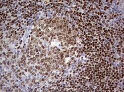PAX5 Monoclonal Antibody (OTI5A6), TrueMAB , OriGene 100 &mu;L; Unconjugated:Antibodies,