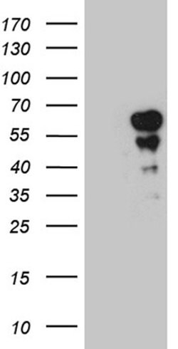 PAX7 Mouse anti-Human, Clone: OTI4A7, lyophilized, TrueMAB 100 &mu;g; Unconjugated:Antibodies,