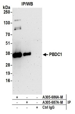 PBDC1 Polyclonal Antibody, Bethyl Laboratories 20 &mu;L; Unconjugated:Antibodies,