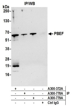 NAMPT/PBEF/Visfatin Rabbit anti-Human, Mouse, Polyclonal, Bethyl Laboratories