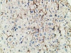 PBLD Monoclonal Antibody (OTI4F6), TrueMAB , OriGene 100 &mu;L; Unconjugated:Antibodies,