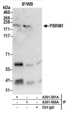 PBRM1 Rabbit anti-Human, Polyclonal, Bethyl Laboratories 10 &mu;L; Unconjugated:Antibodies,