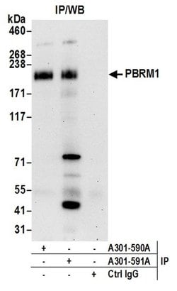 PBRM1 Rabbit anti-Human, Mouse, Polyclonal, Bethyl Laboratories 100 &mu;L;