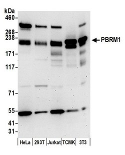 PBRM1 Rabbit anti-Human, Mouse, Polyclonal, Bethyl Laboratories 100 &mu;L;
