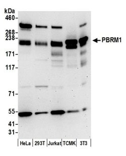 PBRM1 Polyclonal Antibody, Bethyl Laboratories 20 &mu;L; Unconjugated:Antibodies,