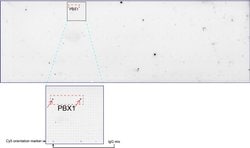 PBX1 Mouse anti-Human, Clone: UMAB111, lyophilized, UltraMAB 100 &mu;g;