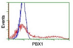 PBX1 Mouse anti-Human, Clone: OTI1C11, liquid, TrueMAB 100 &mu;L; Unconjugated:Antibodies,