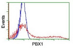 PBX1 Monoclonal Antibody (OTI4D1), TrueMAB , OriGene:Antibodies:Primary