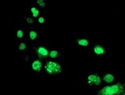 PBX1 Monoclonal Antibody (OTI1H5), TrueMAB , OriGene 100 &mu;L; Unconjugated:Antibodies,