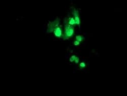PBX1 Mouse anti-Human, Clone: OTI1D9, liquid, TrueMAB 30 &mu;L; Unconjugated:Antibodies,