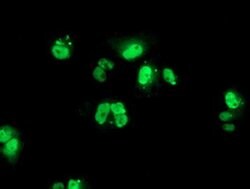 PBX1 Mouse anti-Human, Clone: OTI1C11, liquid, TrueMAB 100 &mu;L; Unconjugated:Antibodies,