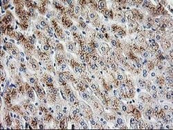 PBX1 Mouse anti-Human, Clone: OTI1C11, liquid, TrueMAB 100 &mu;L; Unconjugated:Antibodies,