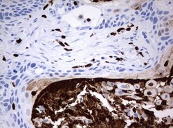 PBX1 Mouse anti-Human, Clone: UMAB111, lyophilized, UltraMAB 100 &mu;g;