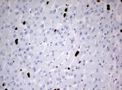 PBX1 Mouse anti-Human, Clone: UMAB111, lyophilized, UltraMAB 100 &mu;g;