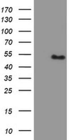 PBX1 Monoclonal Antibody (OTI1H5), TrueMAB , OriGene 100 &mu;L; Unconjugated:Antibodies,