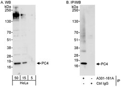 PC4 Rabbit anti-Human, Polyclonal, Bethyl Laboratories 100 &mu;L; Unconjugated:Antibodies,