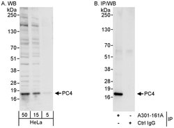 PC4 Rabbit anti-Human, Mouse, Polyclonal, Bethyl Laboratories 100 &mu;L;