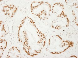 PC4 Polyclonal Antibody, Bethyl Laboratories 10 &mu;L; Unconjugated:Antibodies,