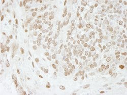 PC4 Polyclonal Antibody, Bethyl Laboratories:Antibodies:Primary Antibodies
