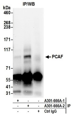 PCAF Rabbit anti-Human, Polyclonal, Bethyl Laboratories 100 &mu;L; Unconjugated:Antibodies,