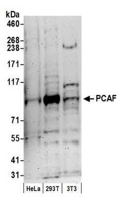 PCAF Polyclonal Antibody, Bethyl Laboratories 20 &mu;L; Unconjugated:Antibodies,